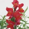 CGASPL Antirrhinum Snapshot Orange Flower Seeds