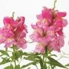 CGASPL Imported Flower Seeds Antirrhinum Snapshot Pink Flower Seeds 2 CGASPL Imported Flower Seeds Antirrhinum Snapshot Pink Flower Seeds