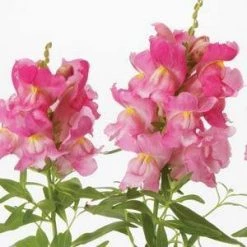 CGASPL Imported Flower Seeds Antirrhinum Snapshot Pink Flower Seeds
