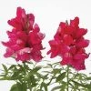 CGASPL Antirrhinum Snapshot Rose Flower Seeds