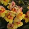 CGASPL Antirrhinum Snapshot Sunset Flower Seeds