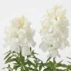 CGASPL Antirrhinum Snapshot White Flower Seeds