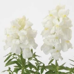 CGASPL Antirrhinum Snapshot White Flower Seeds