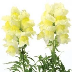 CGASPL Imported Flower Seeds Antirrhinum Snapshot Yellow Flower Seeds