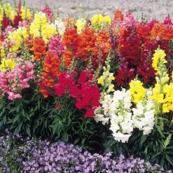 Sakata Seeds Antirrhinum Sonnet Mix Semi Dwarf Flower Seeds