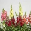 CGASPL Antirrhinum Speedy Sonnet Mix Flower Seeds Imported Flower Seeds