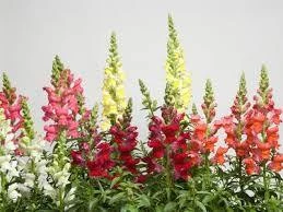 CGASPL Antirrhinum Speedy Sonnet Mix Flower Seeds Imported Flower Seeds 3 CGASPL Antirrhinum Speedy Sonnet Mix Flower Seeds Imported Flower Seeds