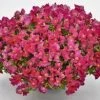 CGASPL Antirrhinum Candy Showers Rose Flower Seeds Imported Flower Seeds 1 CGASPL Antirrhinum Candy Showers Rose Flower Seeds Imported Flower Seeds