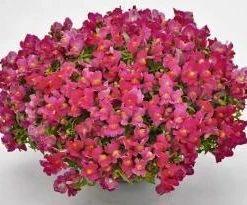 CGASPL Antirrhinum Candy Showers Rose Flower Seeds Imported Flower Seeds