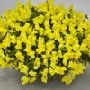 CGASPL Antirrhinum Candy Showers Yellow Flower Seeds