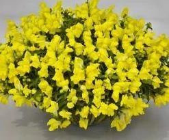 CGASPL Antirrhinum Candy Showers Yellow Flower Seeds