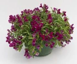 CGASPL Antirrhinum Candy Showers Purple Flower Seeds Imported Flower Seeds