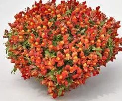 CGASPL Imported Flower Seeds Antirrhinum Candy Showers Orange Flower Seeds