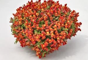 CGASPL Imported Flower Seeds Antirrhinum Candy Showers Orange Flower Seeds 3 CGASPL Imported Flower Seeds Antirrhinum Candy Showers Orange Flower Seeds