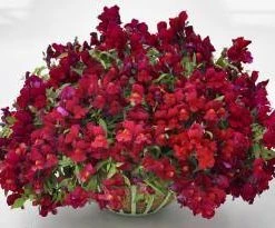 CGASPL Imported Flower Seeds Antirrhinum Candy Showers Red Flower Seeds