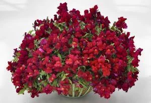 CGASPL Imported Flower Seeds Antirrhinum Candy Showers Red Flower Seeds 3 CGASPL Imported Flower Seeds Antirrhinum Candy Showers Red Flower Seeds