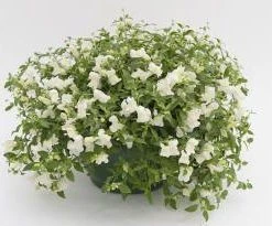 CGASPL Antirrhinum Candy Showers White Flower Seeds