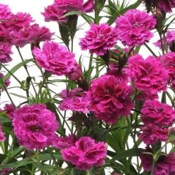 CGASPL Imported Flower Seeds Dianthus Dynasty Orchid Flower Seeds