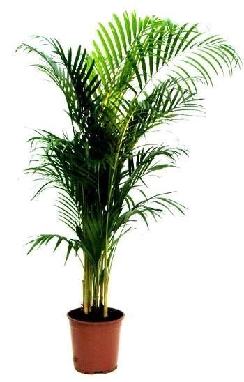 CGASPL Top 10 Best Indoor Bedroom Plants Pack 8 CGASPL Top 10 Best Indoor Bedroom Plants Pack