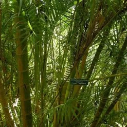 CGASPL Trees Of India Areca Palm Seeds - 1 Kg