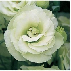 CGASPL Lisianthus (Eustoma) Arena III Green Flower Seeds Imported Flower Seeds