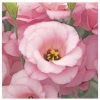 CGASPL Lisianthus (Eustoma) Arena I Light Pink Flower Seeds