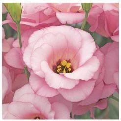 CGASPL Lisianthus (Eustoma) Arena I Light Pink Flower Seeds