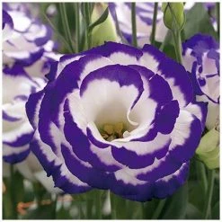 CGASPL Imported Flower Seeds Lisianthus (Eustoma) Arena III Purple Picotee Flower Seeds