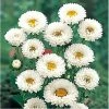 CGASPL Imported Flower Seeds Aster Kurenai White Flower Seeds 2 CGASPL Imported Flower Seeds Aster Kurenai White Flower Seeds