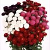 Sakata Seeds Imported Flower Seeds Aster Bonita Mix Flower Seeds