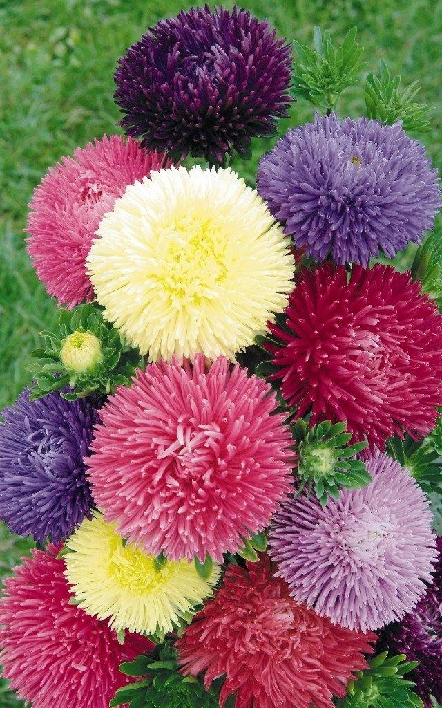 Benary Imported Flower Seeds Aster Gala Formula Mix Flower Seeds 3 Benary Imported Flower Seeds Aster Gala Formula Mix Flower Seeds