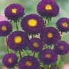 Takii Seeds Imported Flower Seeds Aster Kurenai Purple Flower Seeds