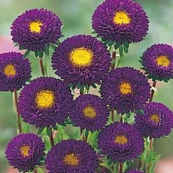 Takii Seeds Imported Flower Seeds Aster Kurenai Purple Flower Seeds