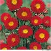 Takii Seeds Aster Kurenai Red Flower Seeds Imported Flower Seeds