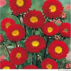 Takii Seeds Aster Kurenai Red Flower Seeds Imported Flower Seeds