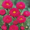 Takii Seeds Imported Flower Seeds Aster Kurenai Rose Flower Seeds 2 Takii Seeds Imported Flower Seeds Aster Kurenai Rose Flower Seeds
