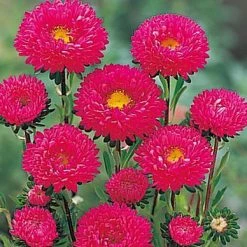 Takii Seeds Imported Flower Seeds Aster Kurenai Rose Flower Seeds