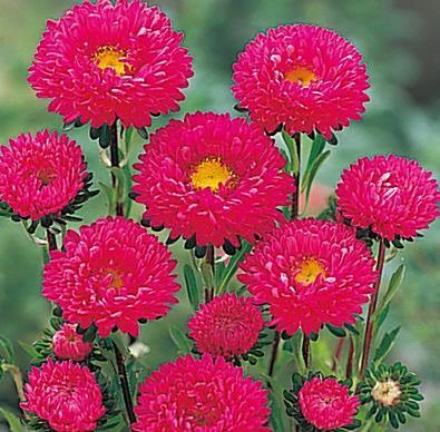 Takii Seeds Imported Flower Seeds Aster Kurenai Rose Flower Seeds 3 Takii Seeds Imported Flower Seeds Aster Kurenai Rose Flower Seeds