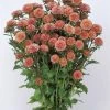 CGASPL Aster Matsumoto Apricot Flower Seeds 1 CGASPL Aster Matsumoto Apricot Flower Seeds