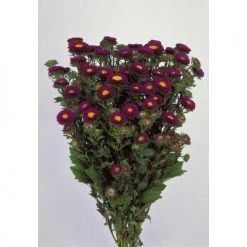 CGASPL Imported Flower Seeds Aster Matsumoto Blue Flower Seeds