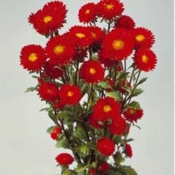 Sakata Seeds Imported Flower Seeds Aster Matsumoto Red Flower Seeds