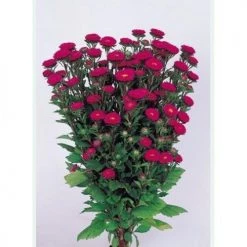 Sakata Seeds Aster Matsumoto Rose Flower Seeds