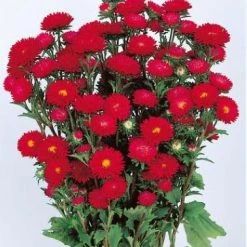 Sakata Seeds Aster Matsumoto Scarlet Flower Seeds