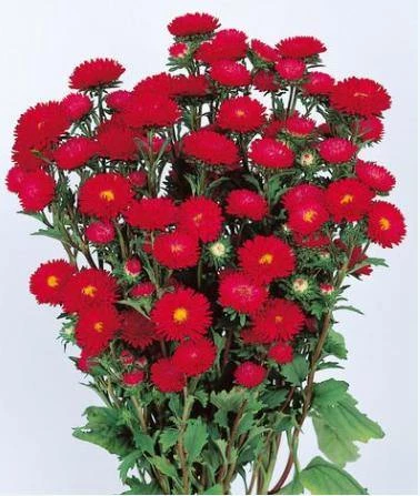 Sakata Seeds Aster Matsumoto Scarlet Flower Seeds 3 Sakata Seeds Aster Matsumoto Scarlet Flower Seeds