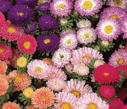 Sakata Seeds Aster Matsumoto Mix Flower Seeds 3 Sakata Seeds Aster Matsumoto Mix Flower Seeds