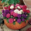 Pan American Seeds Aster Pot & Patio Mix Flower Seeds
