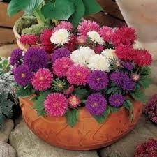 Pan American Seeds Aster Pot & Patio Mix Flower Seeds