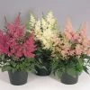 CGASPL Astilbe Astary Mix Flower Seeds