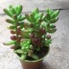 CGASPL Plants Sedum Rubrotinctum Jelly Bean Small Succulent Plant