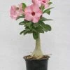 CGASPL Adenium Baby Pink Flower Plant Plants